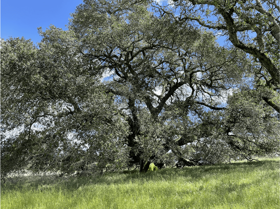 oak woodland