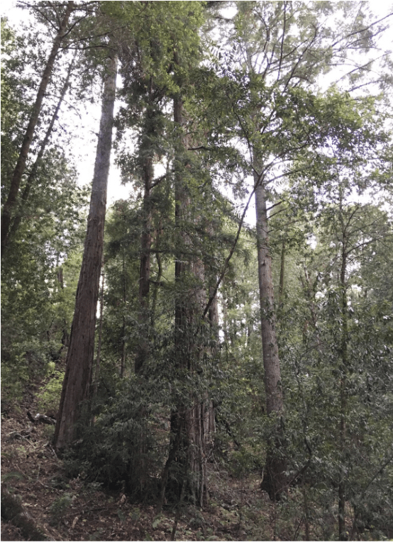 Mixed evergreen forest, photo by Ellie Insley