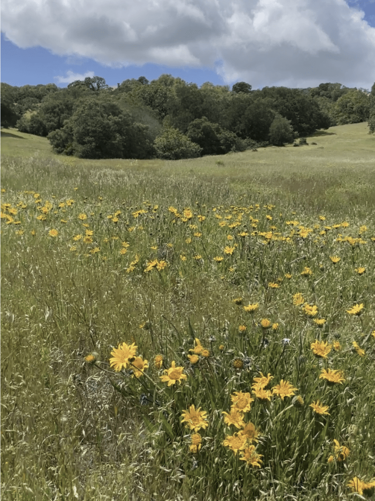 Grassland, photo by Jon Kanagy