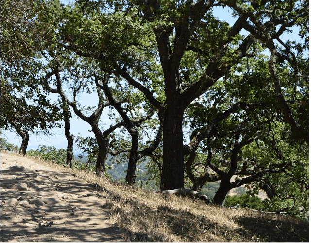 Oak woodland, photo by Jon Kanagy