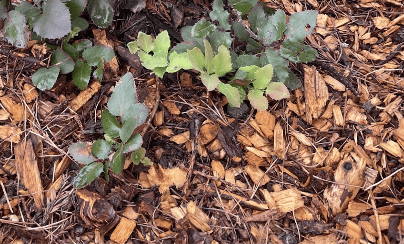 mulching with wood chips, photo by Jon Kanagy