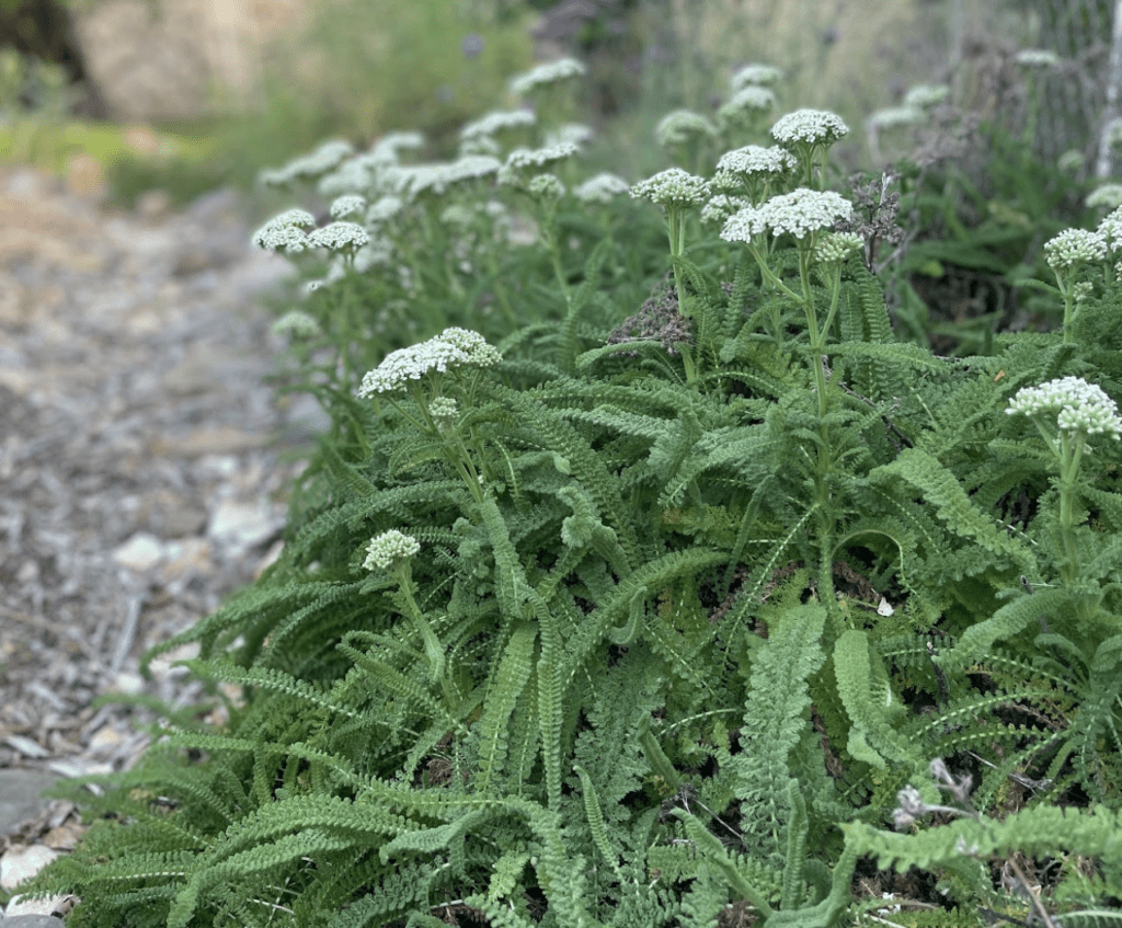 yarrow (Achillea millefolium), photo by Jon Kanagy